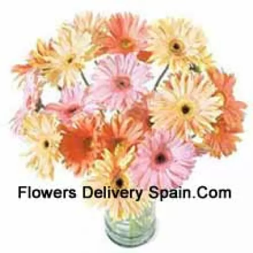 25 Gerberas colorés mélangés dans un vase