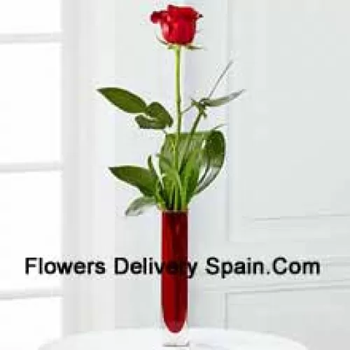 Une seule rose rouge dans un vase tube à essai rouge (Nous nous réservons le droit de substituer le vase en cas de non disponibilité. Stock limité)