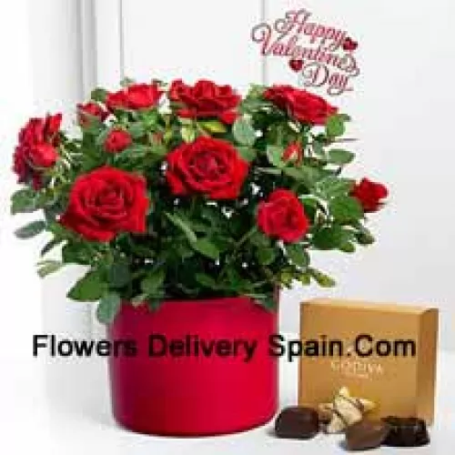 25 Rosas Rojas con Algunos Helechos en un Gran Jarrón y una Caja de Chocolates Godiva (Nos reservamos el derecho de sustituir los chocolates Godiva por chocolates de igual valor en caso de no disponibilidad de los mismos. Stock limitado)