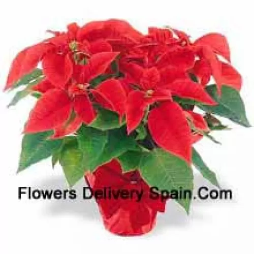 ¡Una tradición navideña en todo el mundo! Las poinsettias son una manera atenta de decir "Felices Fiestas" y añadir un toque duradero de color a cualquier decoración (Tenga en cuenta que nos reservamos el derecho de sustituir cualquier producto por un producto adecuado de igual valor en caso de no disponibilidad de cierto producto)